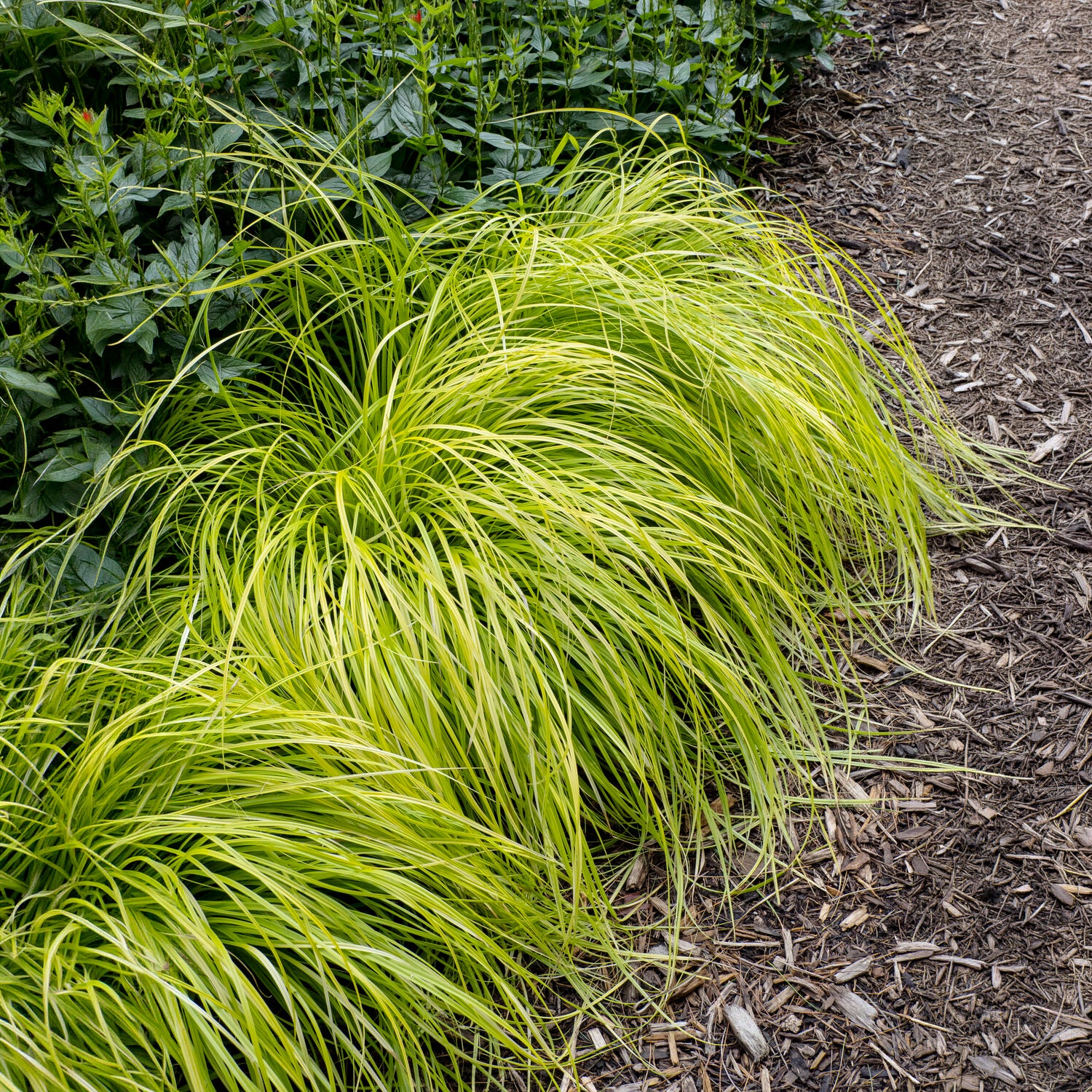 Carex oshimensis Everillo - Japanse zegge Everillo® - Zegge