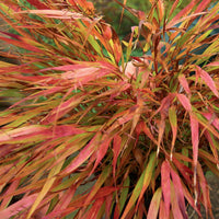 Japans siergras Nicolas - Bakker