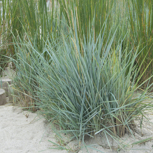 Strandhaver Blue Dune