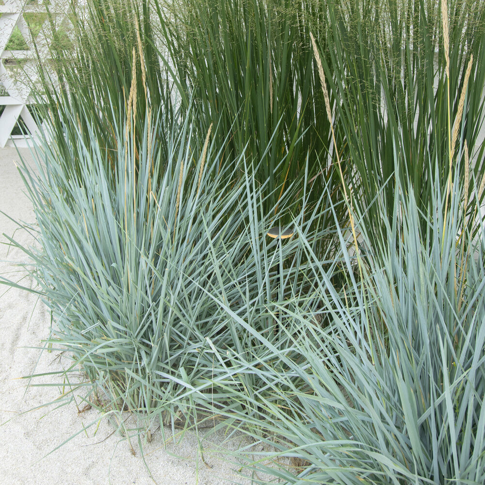 Leymus arenarius Blue Dune - Strandhaver Blue Dune - Siergrassen