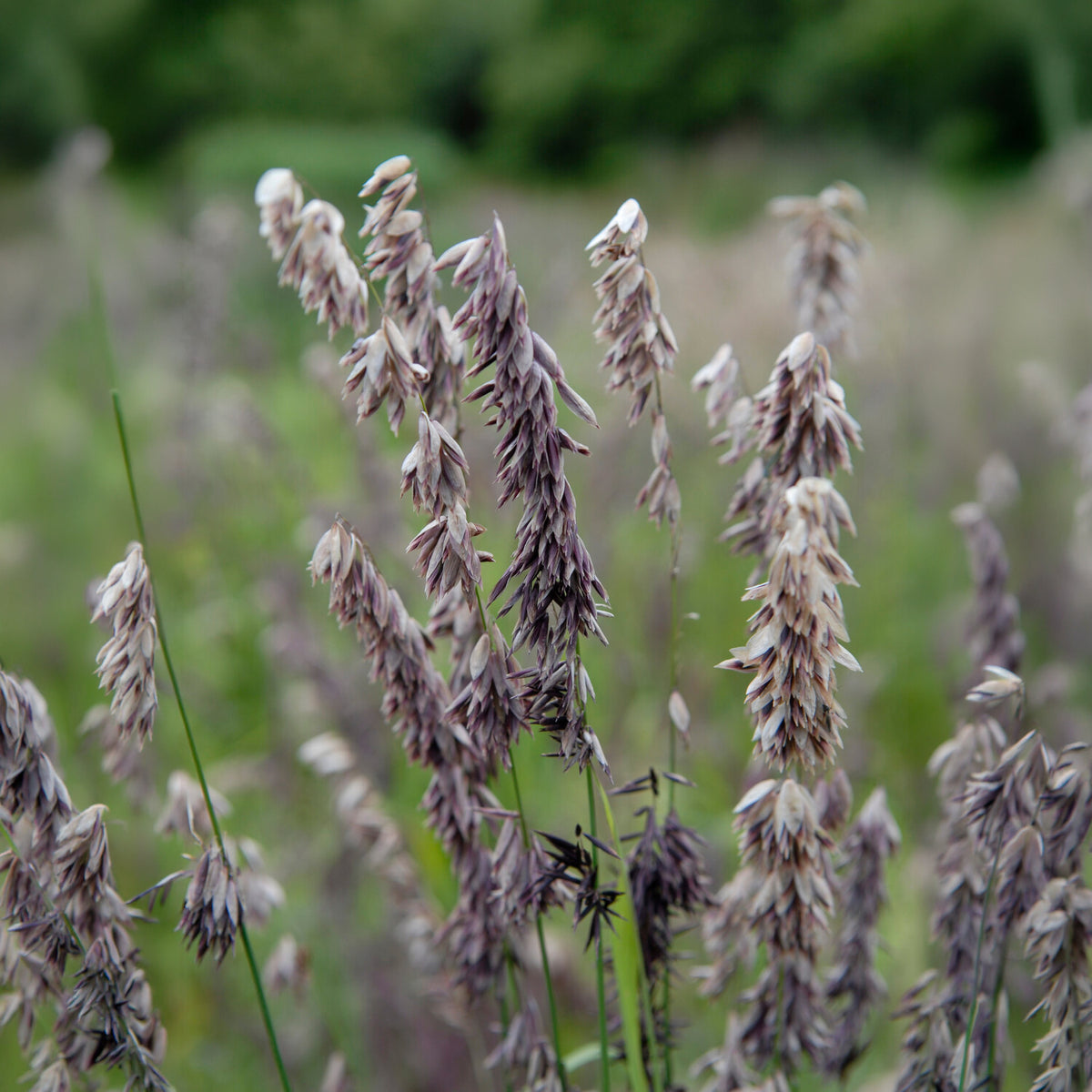 Parelgras - Melica altissima atropurpurea - Bakker