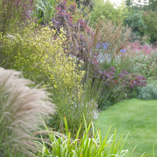 Pijpenstrootje Skyracer - Bakker