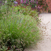 Lampenpoetsersgras Red Buttons - Pennisetum thunbergii Red Buttons - Bakker