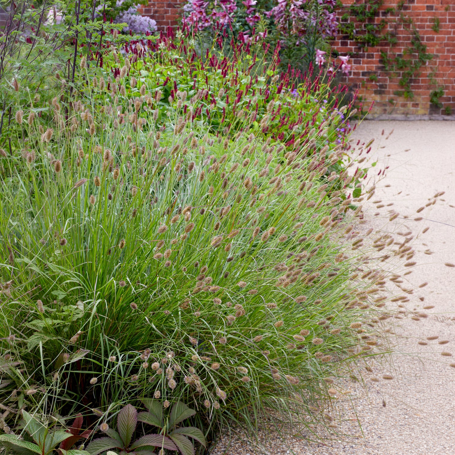 Lampenpoetsersgras Red Buttons - Pennisetum thunbergii Red Buttons - Bakker