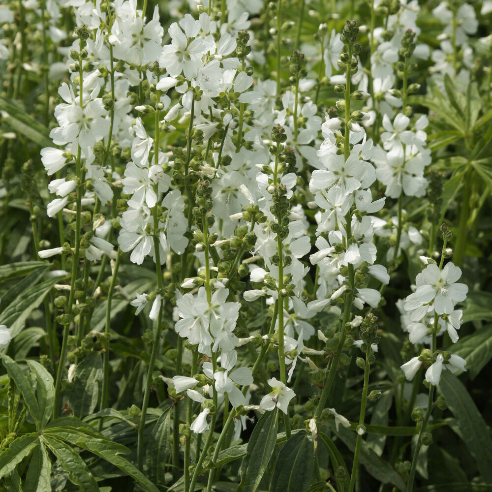 Griekse malva - Bakker