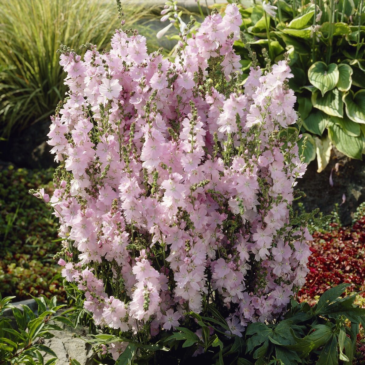 Sidalcea Elsie Heugh - Griekse malva Elsie Heugh - Sidalcea