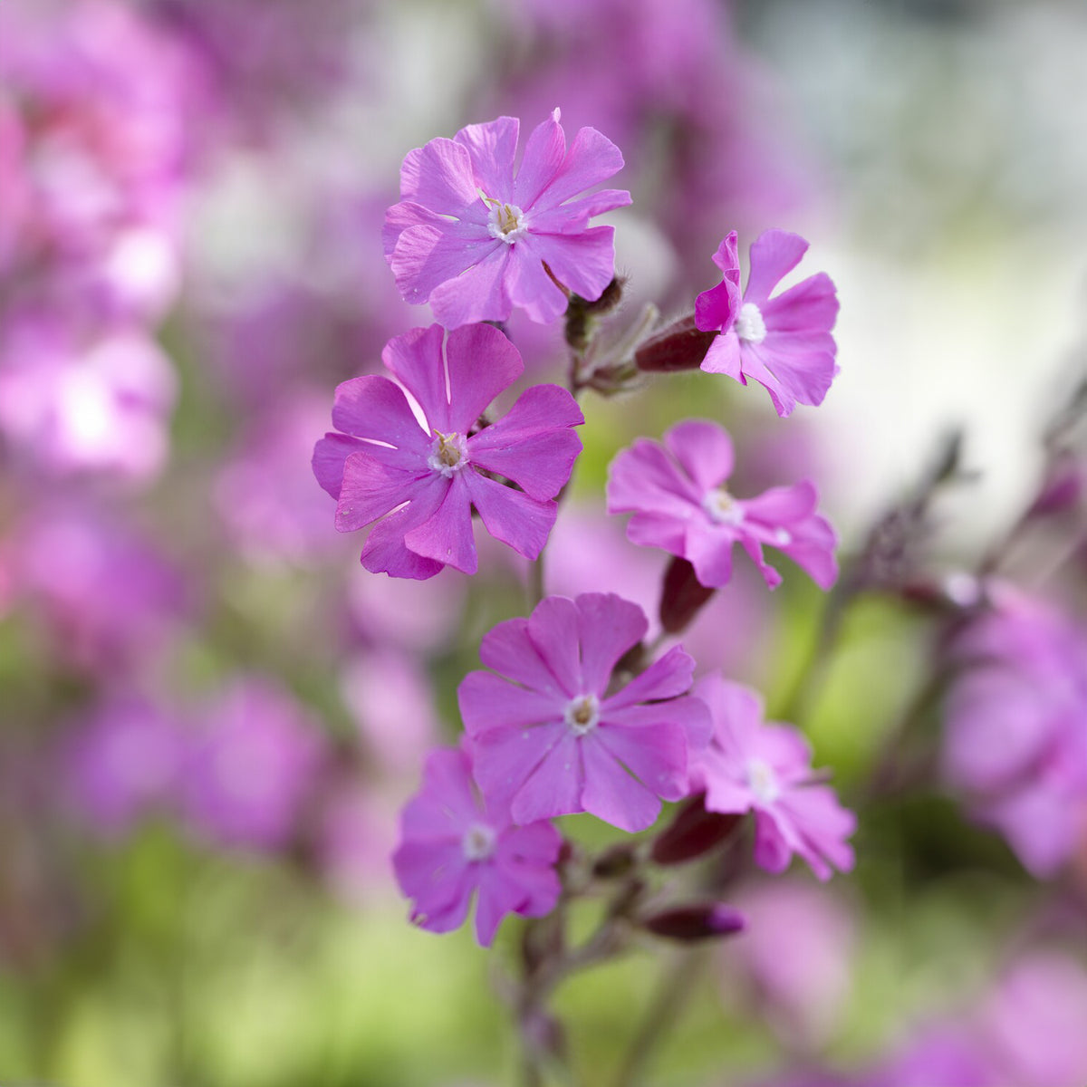 Vaste planten - Lijmkruid - Silene dioica