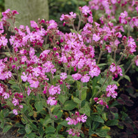 Silene dioica - Lijmkruid - Vaste planten