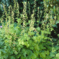 Tellima grandiflora - Mijterloof - 