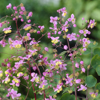 Vaste planten - Ruit Rochebrun - Thalictrum rochebrunianum