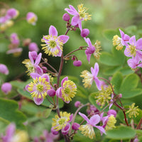Ruit Rochebrun - Thalictrum rochebrunianum - Bakker