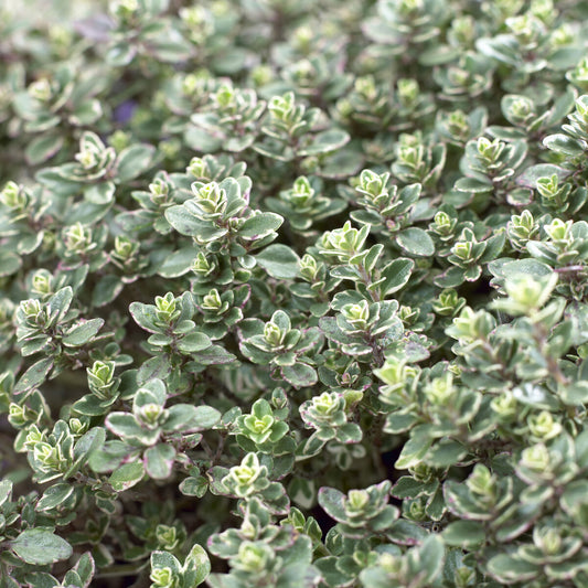 Thijm Silver Queen - Bakker