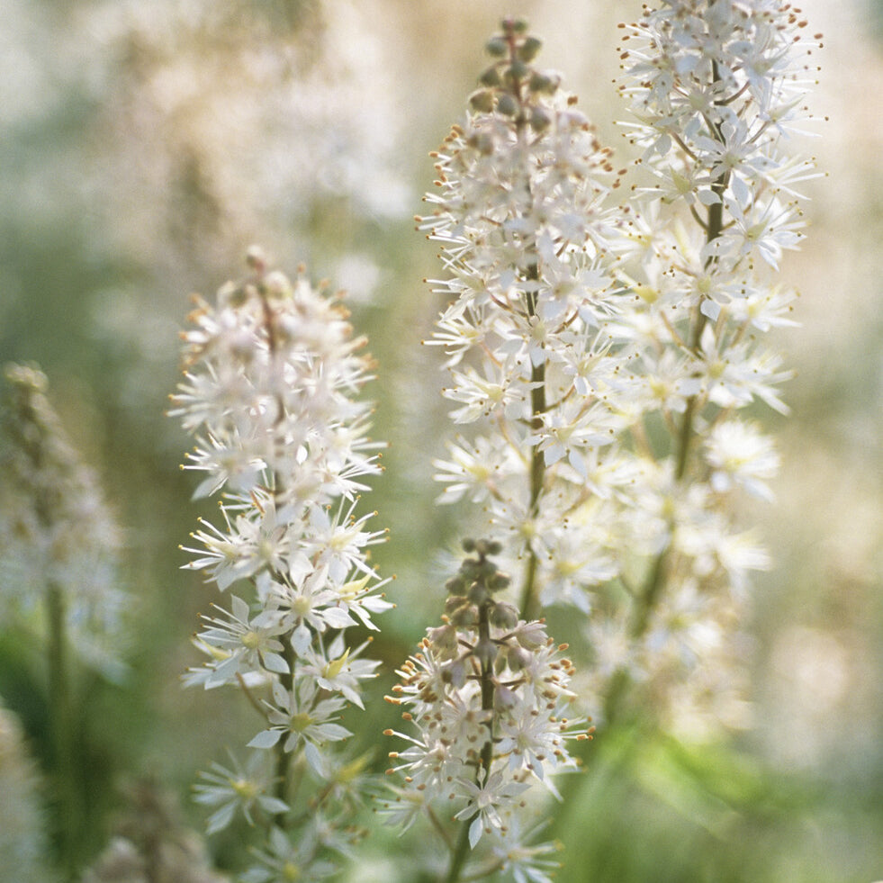 Vaste planten - Schuimbloem / Perzische muts - Tiarella cordifolia