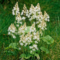 Schuimbloem / Perzische muts - Tiarella cordifolia - Bakker