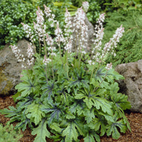 Perzische muts Iron Butterfly - Tiarella Iron Butterfly - Bakker