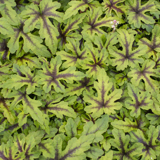 Perzische muts Iron Butterfly - Bakker