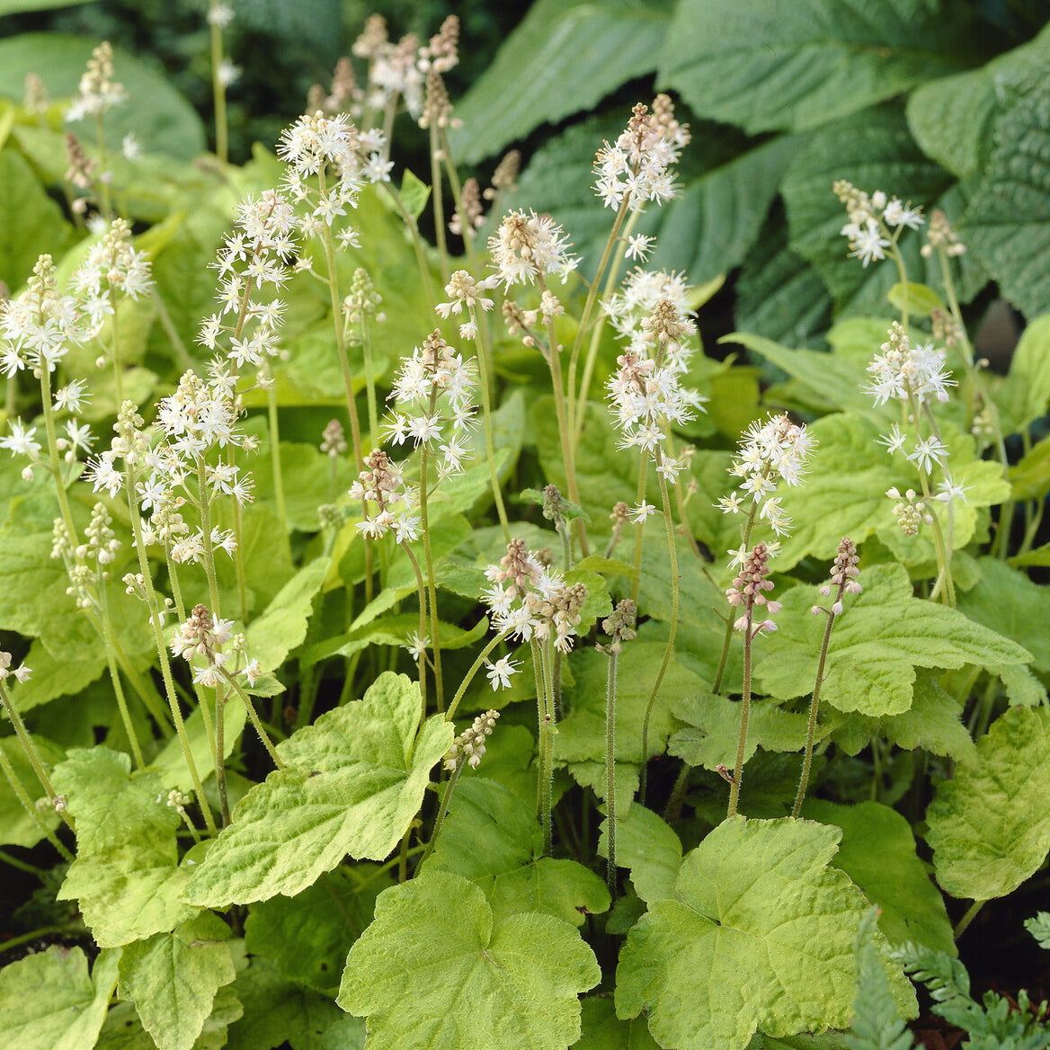 Verkoop Perzische muts Wherryi - Tiarella wherryi