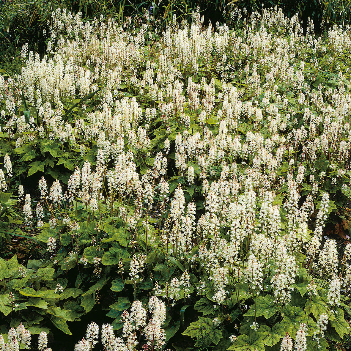 Perzische muts Wherryi - Tiarella wherryi - Bakker