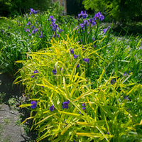 Vaderplant 'Sweet Kate' - Tradescantia ( andersoniana group ) sweet kate - Bakker