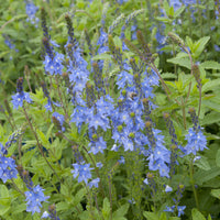 Brede ereprijs Royal Blue - Bakker
