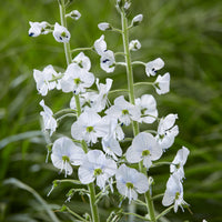 Veronica gentianoides - Ereprijss (x3) - Veronica