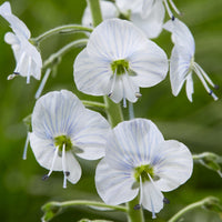 Ereprijss (x3) - Veronica gentianoides - Bakker