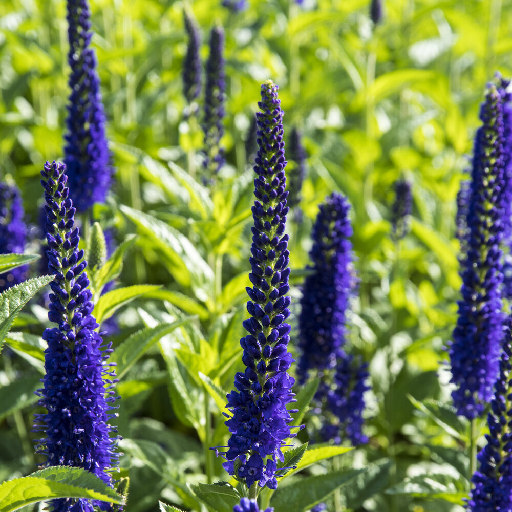 Ereprijs Marietta - Veronica longifolia Marietta - Bakker