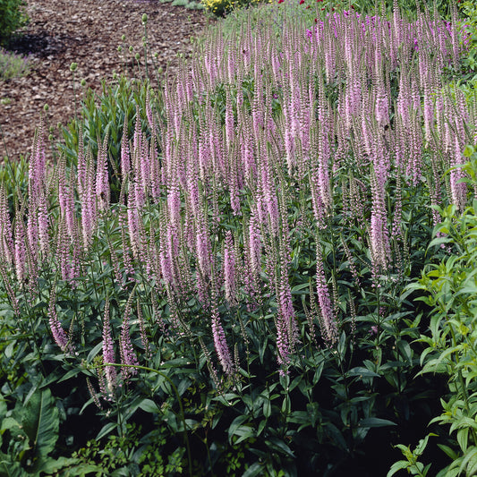 Ereprijs Pink Damask - Bakker