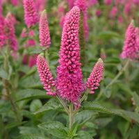 Ereprijs Rotfuchs - Veronica spicata rotfuchs - Bakker