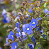  - Ereprijs Georgia Blue - Veronica umbrosa Georgia Blue