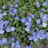 Veronica umbrosa Georgia Blue - Ereprijs Georgia Blue - 