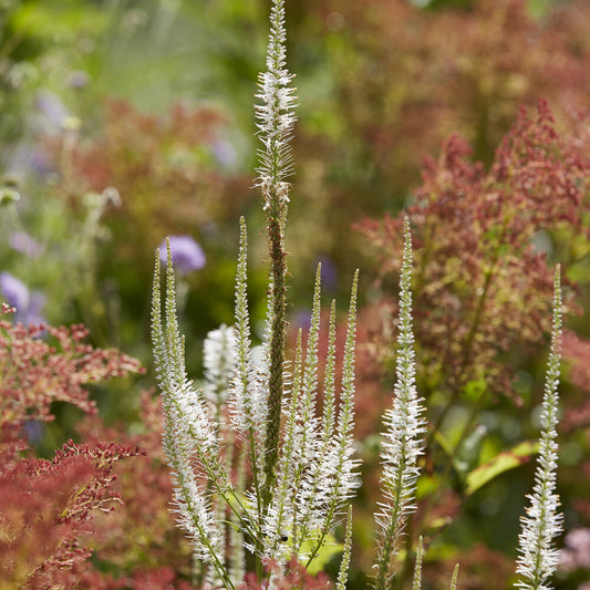 Scrophulariaceae Diana - Bakker