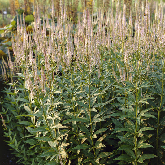 Scrophulariaceae Pink Glow - Bakker