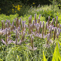 Virginische ereprijs Red Arrows - Veronicastrum virginicum Red Arrows - Bakker