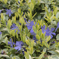 Vinca minor Aureovariegata - Maagdenpalm Aureovariegata (x3) - Vinca