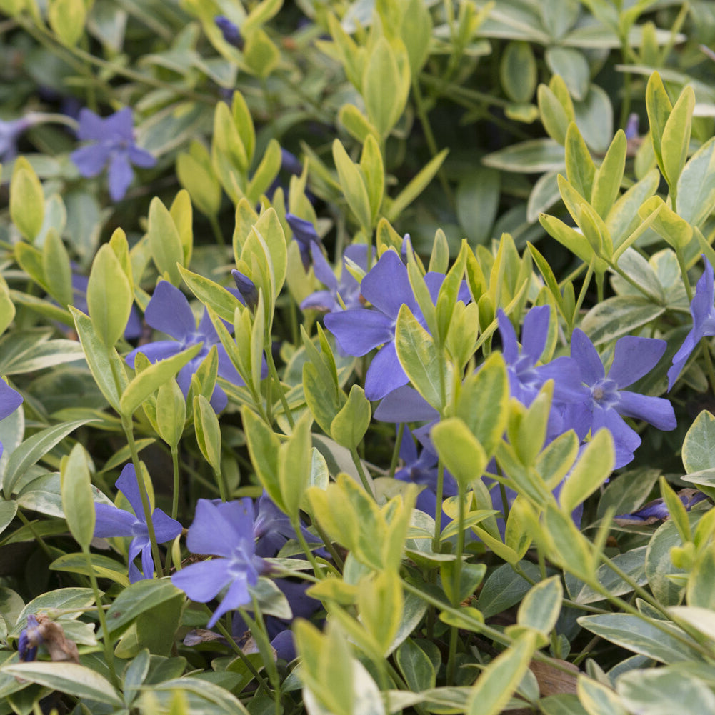 Vinca minor Aureovariegata - Maagdenpalm Aureovariegata (x3) - Vinca
