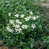 Vinca minor Gertrude Jekyll - Maagdenpalm Gertrude Jekyll (x3) - Vinca