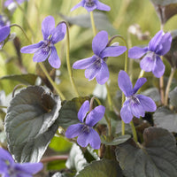 Viola labradorica - Viooltje Labrador - Vaste planten