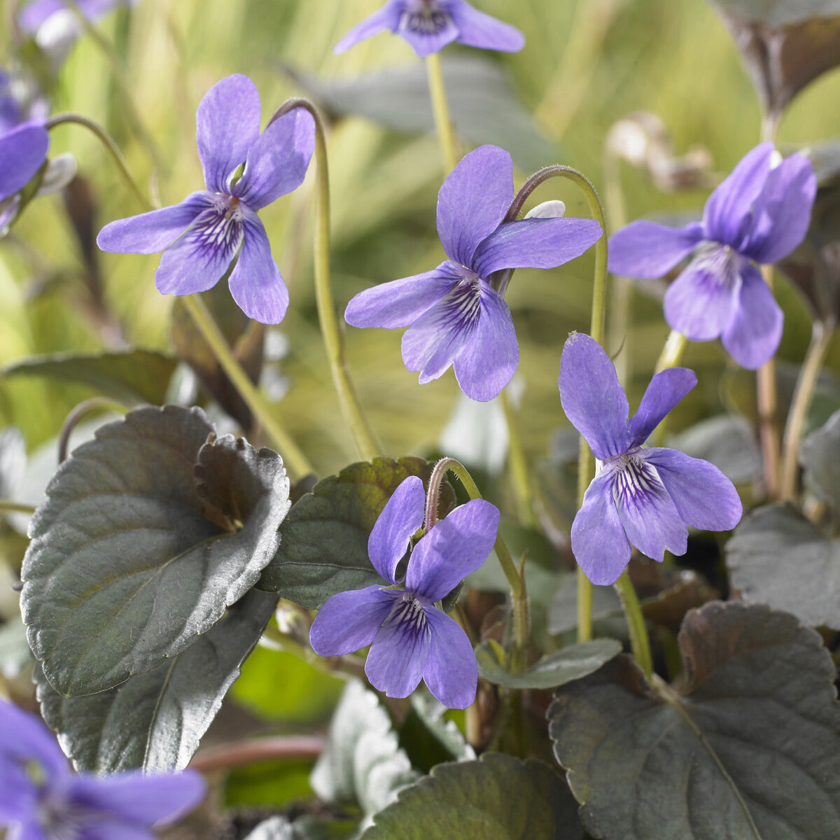 Viola labradorica - Viooltje Labrador - Vaste planten