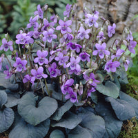 Viooltje Labrador - Viola labradorica - Bakker