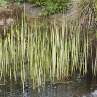 Gestreepte mattenbies Albescens - Schoenoplectus lacustris albescens - Bakker