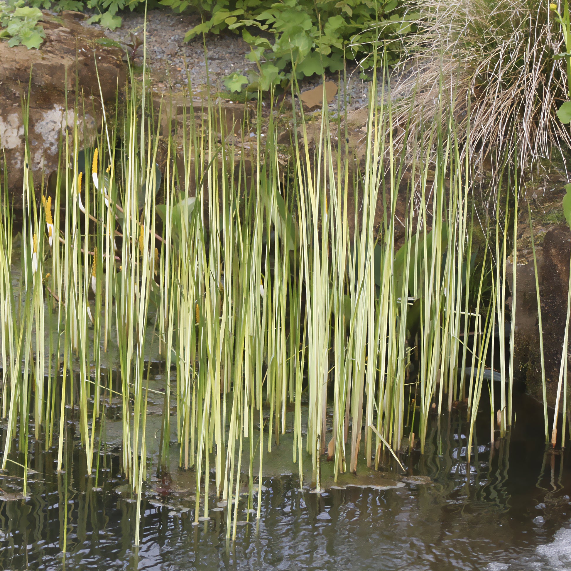 Gestreepte mattenbies Albescens - Schoenoplectus lacustris albescens - Bakker
