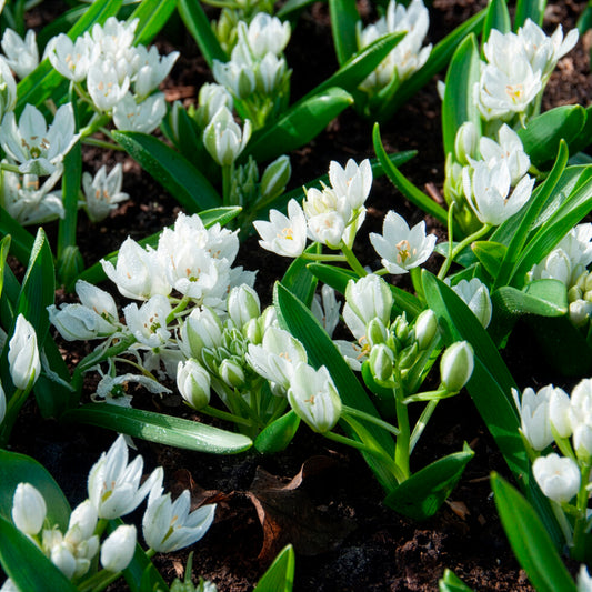 Breedbladige vogelmelk (x20) - Bakker