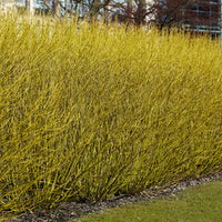 Canadese kornoelje - Cornus sericea flaviramea - Tuinplanten
