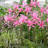 Amarine 'Belladiva Aphrodite' (x4) - Bakker