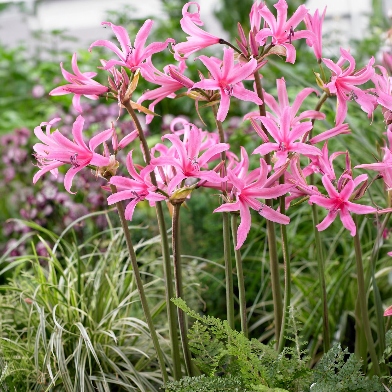 Amarine 'Belladiva Aphrodite' (x4) - Bakker