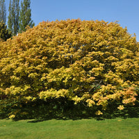 Bonte Bol Esdoorn - Acer pseudoplatanus 'brilliantissimum' - Bomen