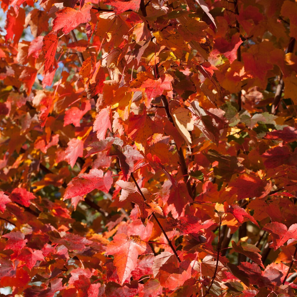 Rode esdoon 'Sun Valley' - Acer rubrum 'sun valley' - Bakker