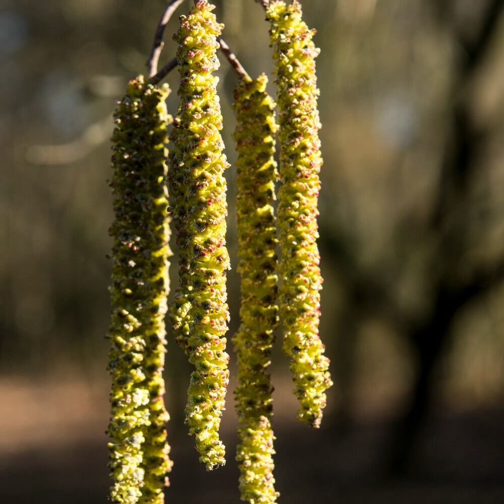 Hartbaldige Els - Alnus cordata - Type plant