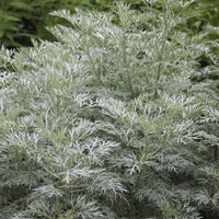 Artemisia arborescens Powis Castle - Alsem 'Powis Castle' - Alsem